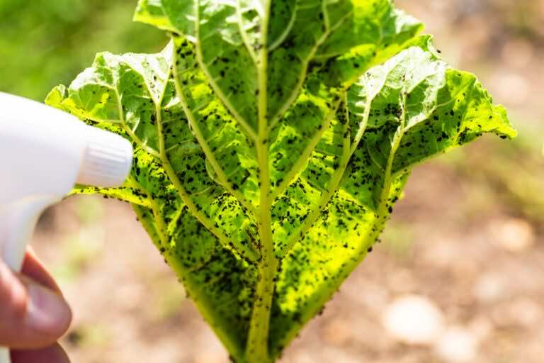 Masz to w swojej kuchni. To najlepszy naturalny środek na mszyce