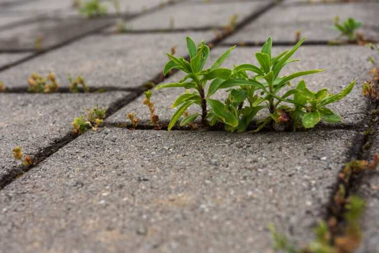 Trzy sposoby na rośliny wyrastające pomiędzy kostką brukową
