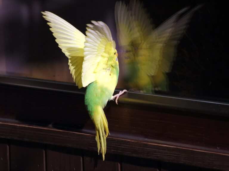 Co zrobić, aby ptaki nie uderzały w okna od okien?