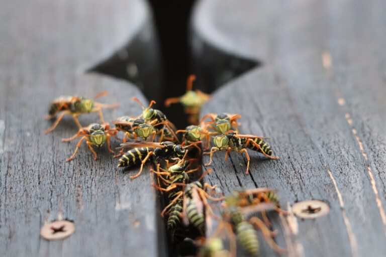 Osy na balkonie lub tarasie? Zobacz, jak je odstraszyć