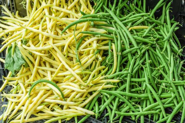 Czym różni się zielona fasolka szparagowa od żółtej fasolki szparagowej?