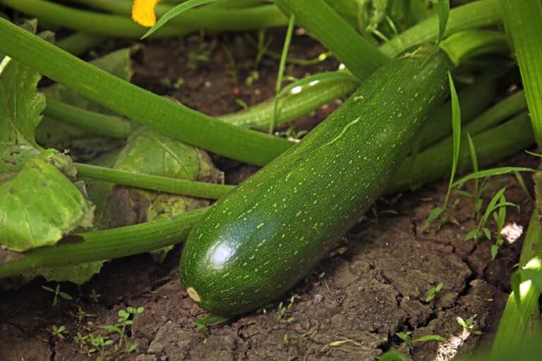 Cukinie z Twojego ogrodu są gorzkie? To przez te błędy