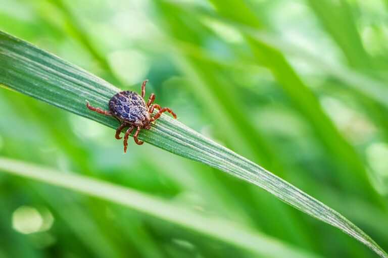 Rozpyl to w swoim ogrodzie, a kleszcze od razu się z niego wyniosą