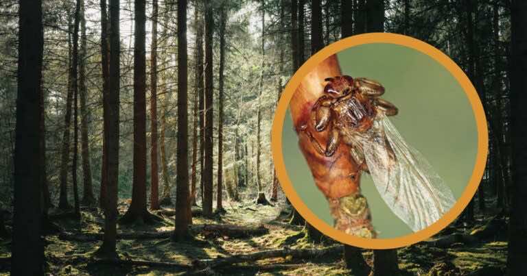 Uważajcie na latające kleszcze. Są w naszych lasach