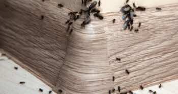 Latające mrówki — wszystko, co musisz o nich wiedzieć