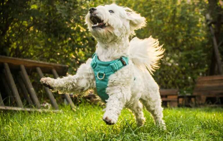 Jakie szelki dla psa wybrać?