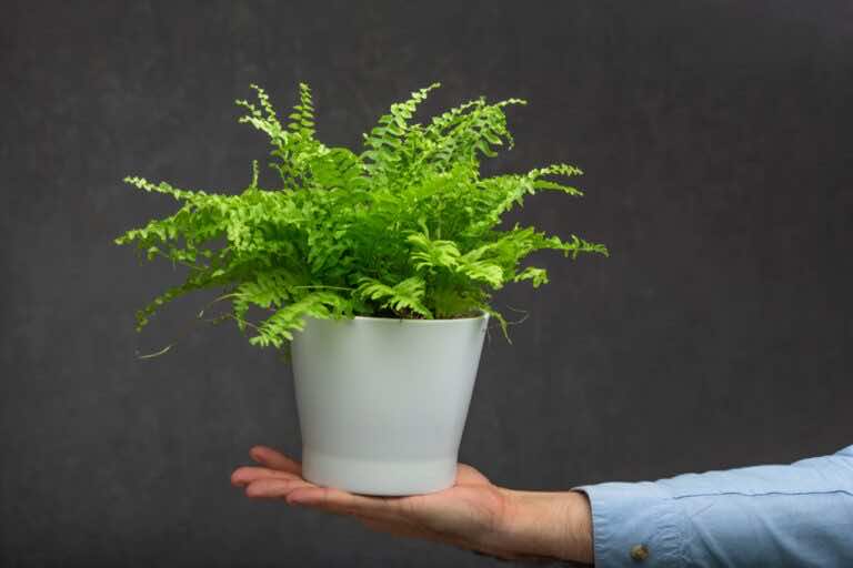 Ten domowy nawóz do paprotek masz w kuchni — będą rosły jak szalone