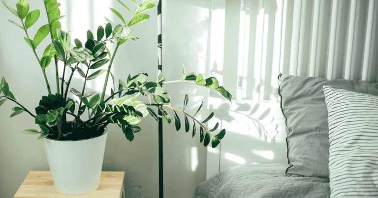 Rośliny oczyszczające powietrze