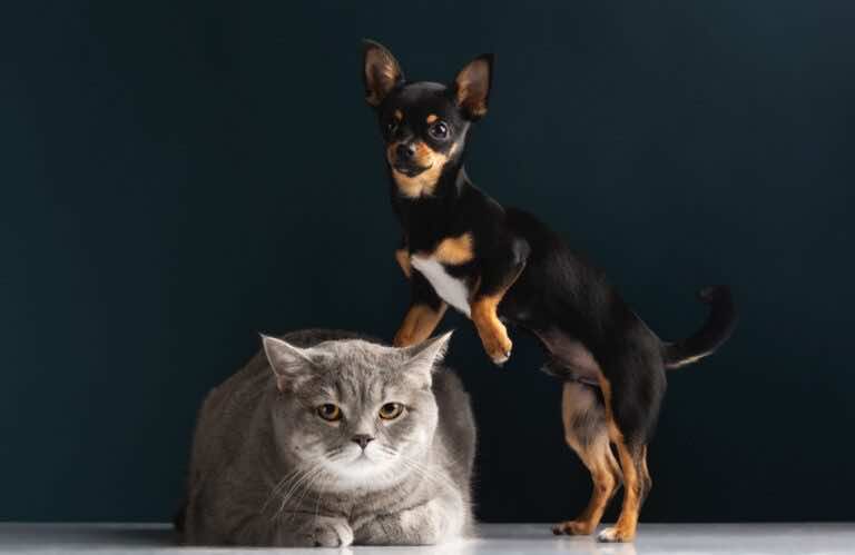 500+ na psa lub kota. Zobacz szczegóły na temat dodatku