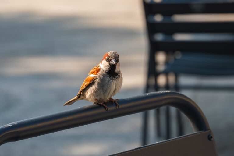 Jak usunąć ptasie odchody z ubrań?