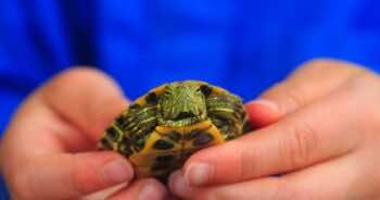 Czy żółw to dobre zwierzę domowe dla dziecka?