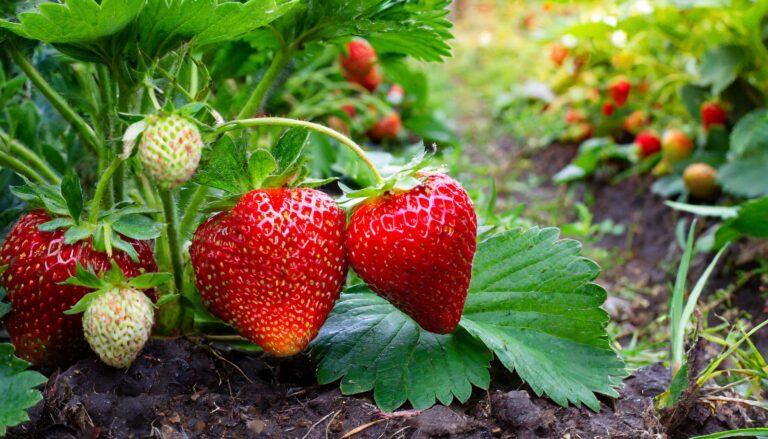 Chcesz mieć soczyste i duże truskawki? Nawoź je tym