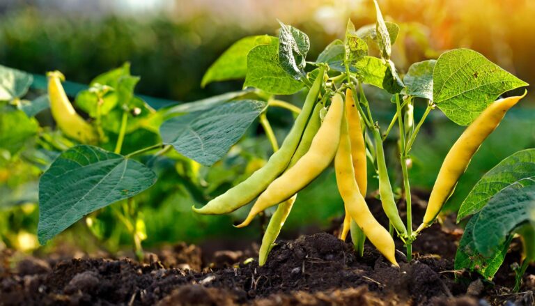 Sadzenie fasolki szparagowej obok tych roślin zmniejszy zbiory