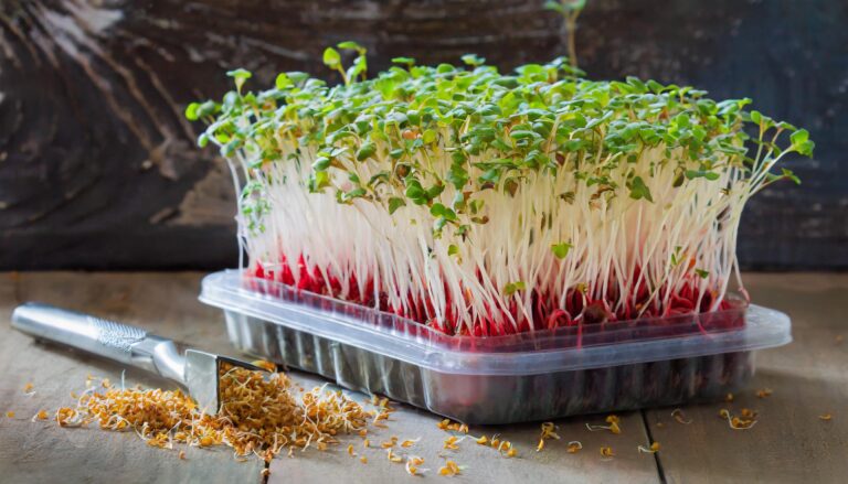 Nie siej rzeżuchy na wacie. Ten sposób jest lepszy!