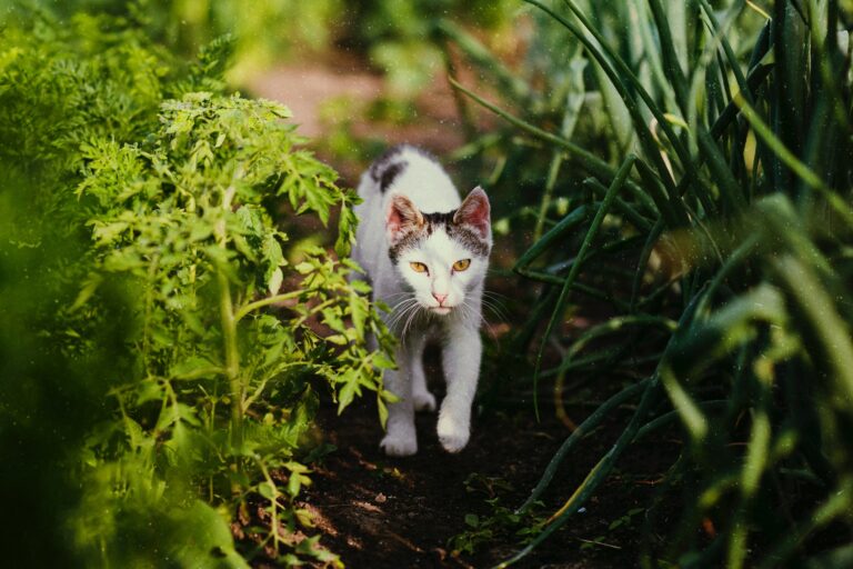 Co zrobić, aby kot nie załatwiał się w naszym ogrodzie