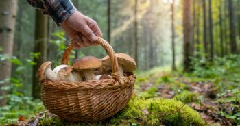 Tych grzybów nie można zbierać w lesie – wysokie kary pieniężne