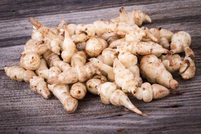 Karczoch chiński — sekret długowieczności ze wschodu