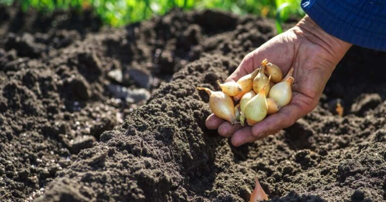 Dlaczego cebula dymka nie chce rosnąć?