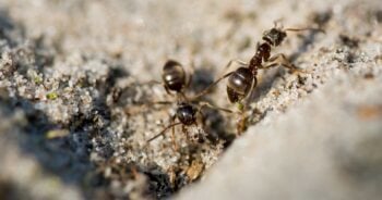 Mrówki na balkonie — co zrobić, aby nie wchodziły do domu
