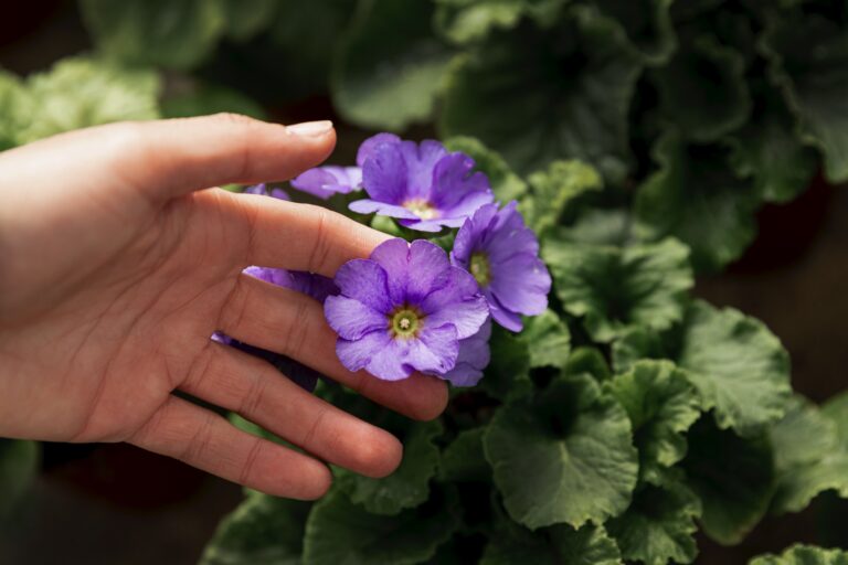 Supertunia Mini Vista – roślina idealna na balkon