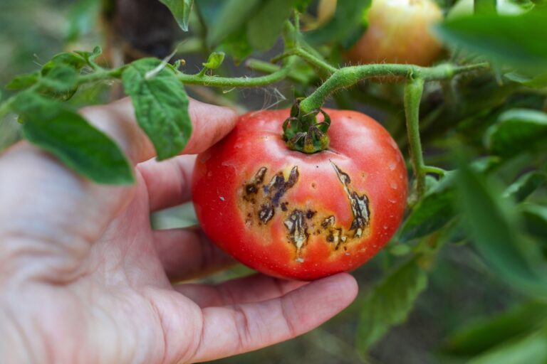 Twoje pomidory chorują? Zobacz, jak radzić sobie z ich chorobami