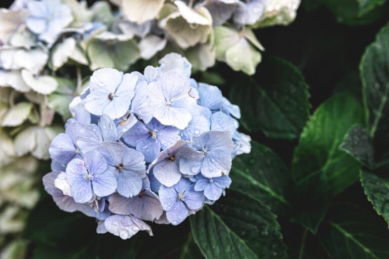 Jak uratować przemarznięte hortensje?