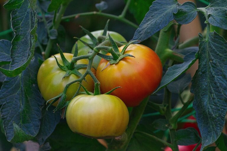Ten domowy nawóz sprawi, że pomidory będą rosły jak szalone