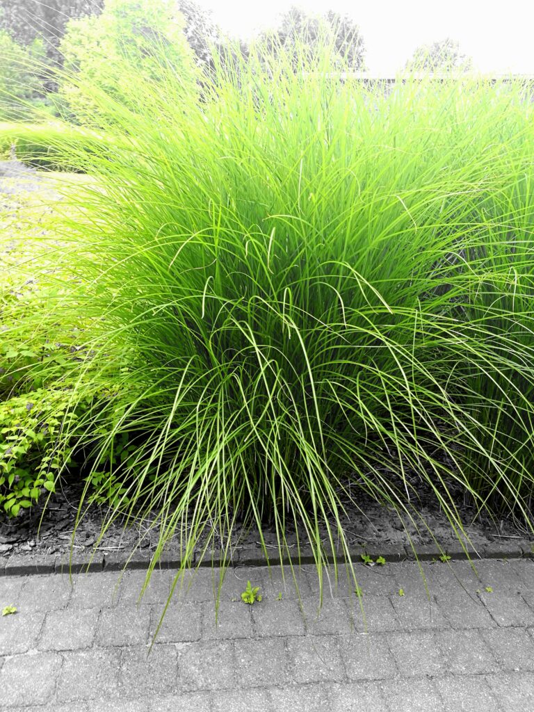 Sesleria jesienna – dlaczego warto mieć ją w ogrodzie i jak pielęgnować