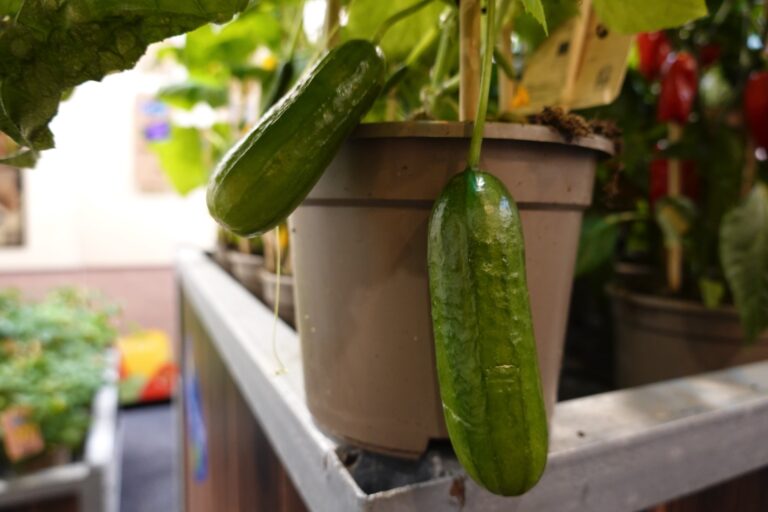 Co zrobić, gdy ogórki żółkną