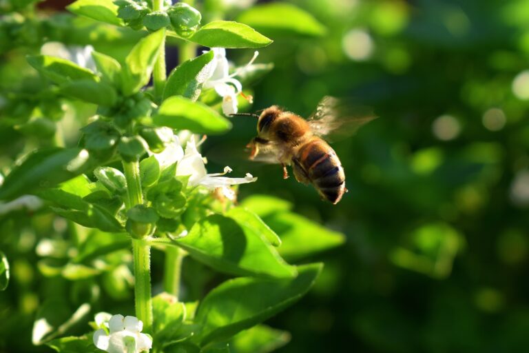 Jak zaprosić zapylacze do naszego ogrodu