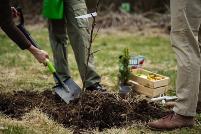 Tego drzewa lepiej nie sadź w ogrodzie