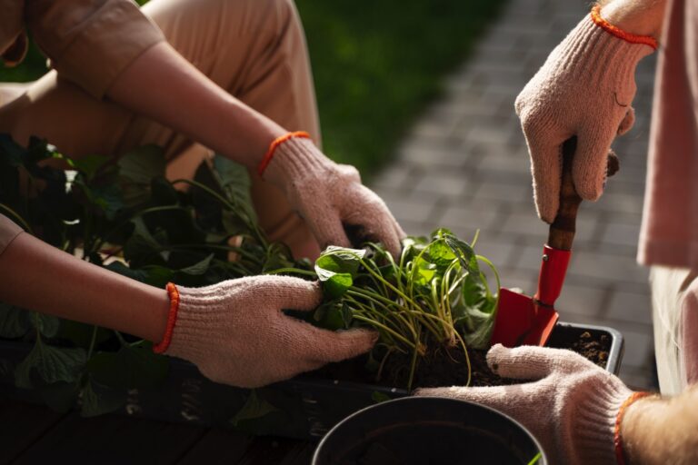 Jakie owoce i warzywa możemy sadzić w ogrodzie w sierpniu