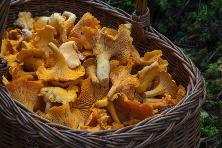 Pamiętaj o tym mrożąc kurki, inaczej będą gorzkie