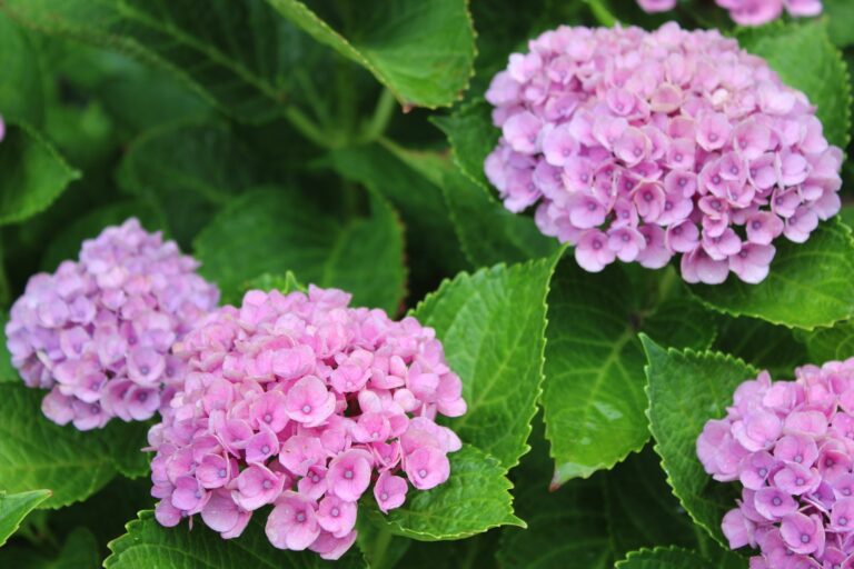 Kiedy sadzić hortensję? Ten termin jest najlepszy