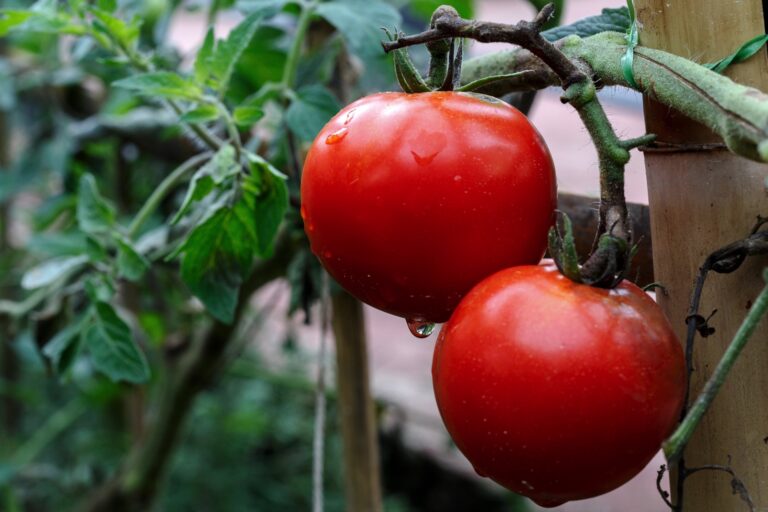 Twoje pomidory tego nie lubią — to częsty błąd podczas uprawy