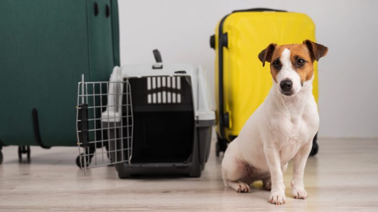 Chcesz oddać psa do hoteliku dla psów? Musisz o tym pamiętać!