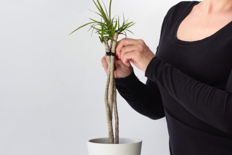 Co zrobić, gdy dracena żółknie?