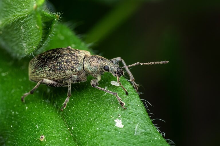 Opuchlaki w ogrodzie – jak sobie z nimi poradzić?
