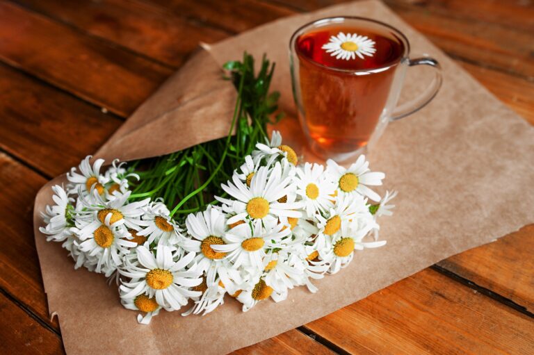 Właściwości zdrowotne rumianku pospolitego