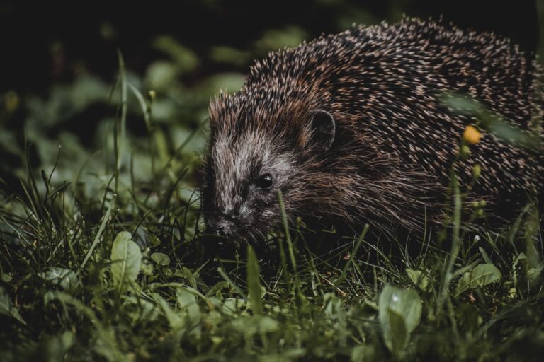 Dokąd tupta nocą jeż? Lasy Państwowe rozwiązują zagadkę