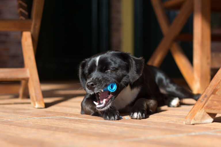 Uwaga właściciele psów! Możliwe zagrożenie neurologiczne związane z gryzakami z Chin