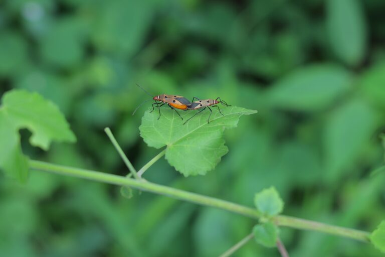Jak się pozbyć gryzków z domu