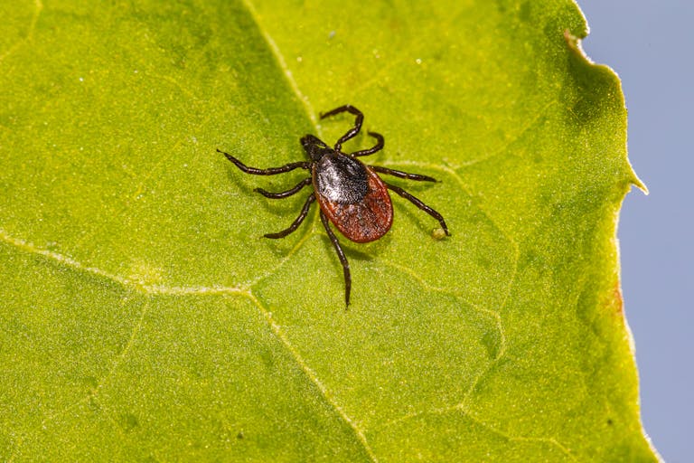 Close-up macro shot of a tick crawling on a green leaf, highlighting details.