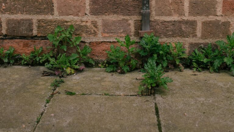 Close-up of a brick wall with an electrical warning sign and weeds growing nearby.