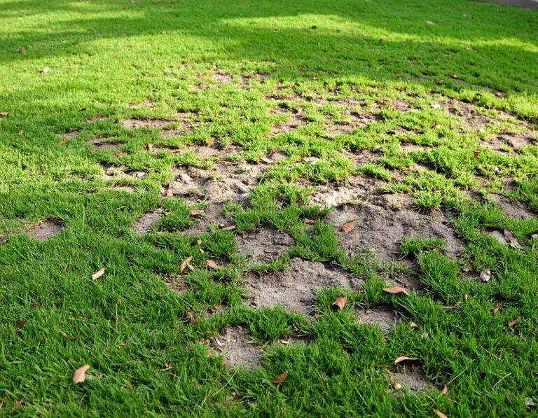 Na twoim trawniku pojawiły się suche placki? Łatwo rozwiążesz ten problem