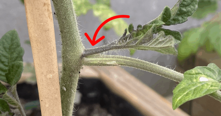 Obcinasz wilki z pomidorów, a potem je wyrzucasz? Nie rób tego