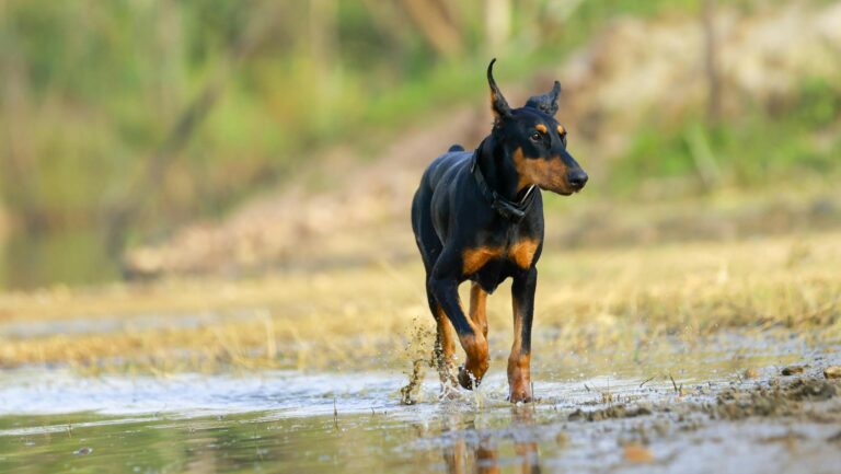 Twój pies nagle zaczął kuleć na spacerze? Sprawdź, z czego może to wynikać