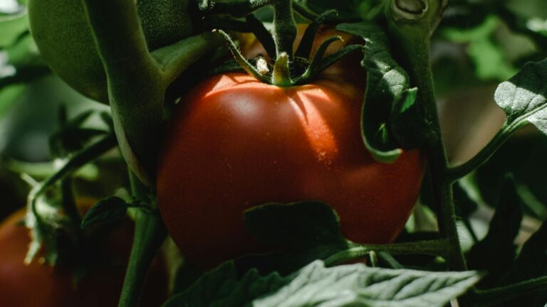 Close-up of ripe organic heirloom tomatoes on a vine, showcasing natural growth and freshness.