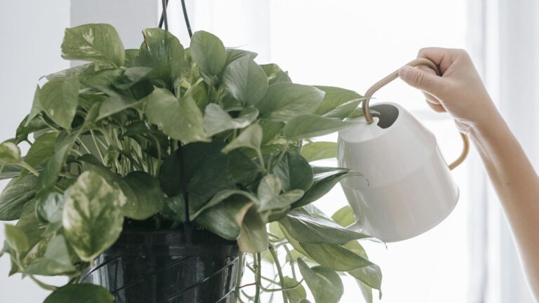 Crop anonymous person with watering can pouring water into flowerpot with green plants hanging on rack in light room with window