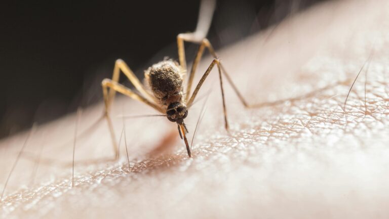 Macro shot capturing a mosquito piercing skin with its proboscis, highlighting its role as a pest.